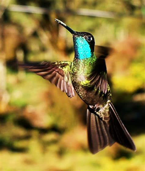 Birds Of The World Magnificent Hummingbird
