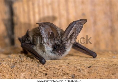 15 Desert Long Eared Bat Stock Photos Images And Photography Shutterstock