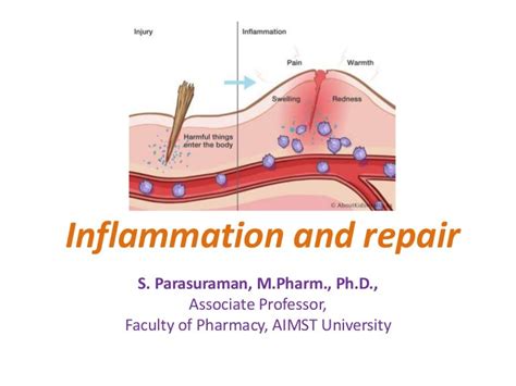 Pathophysiology inflammation and repair