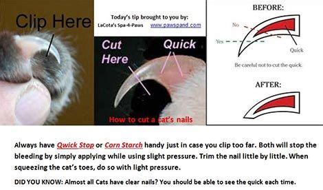 Trimming a cat's claws every few weeks is an important part of maintaining your pet's health. Trimming Cat Claws | Cat claws, Cat nails, Warrior cats books