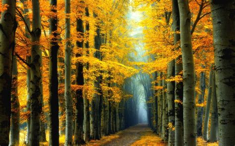 Nature Landscape Fall Colorful Forest Fairy Tale