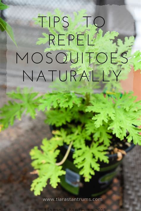 How to reduce mosquitoes in the garden. Tips to Repel Mosquitoes Naturally — Tiaras & Tantrums ...