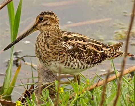 Rare Snipes Return To Nature Reserve To Breed Shropshire Star