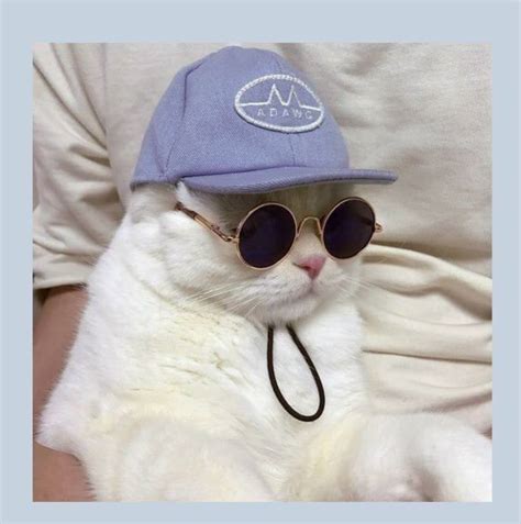 Banyak orang memelihara karena warna dan bentuk bulunya yang indah. Foto Kucing Aesthetic Love