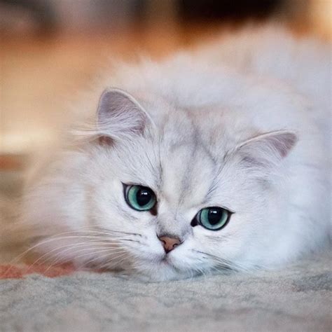 Top 10 The Most Beautiful Cats On Instagram By Feliway Chilled Cat
