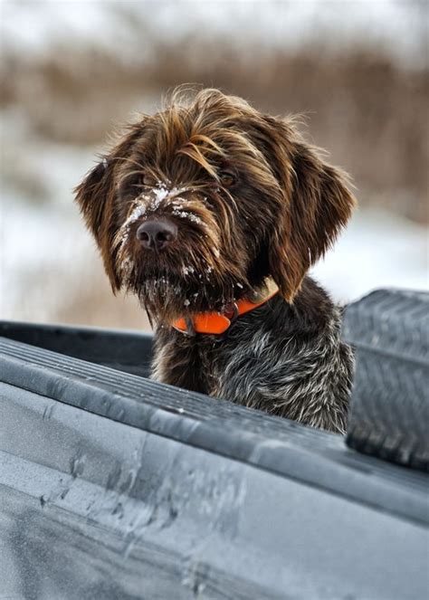 They need about an hour and a. Wirehaired Pointing Griffon | Sporting Dogs | Pinterest ...