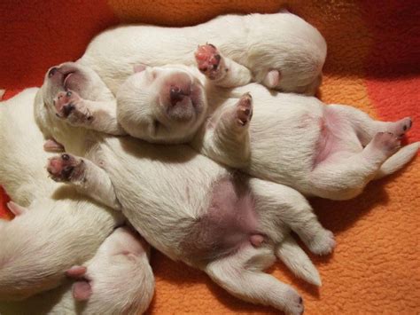 Pile Of Pups Newborn Puppies Westie Puppies Puppies