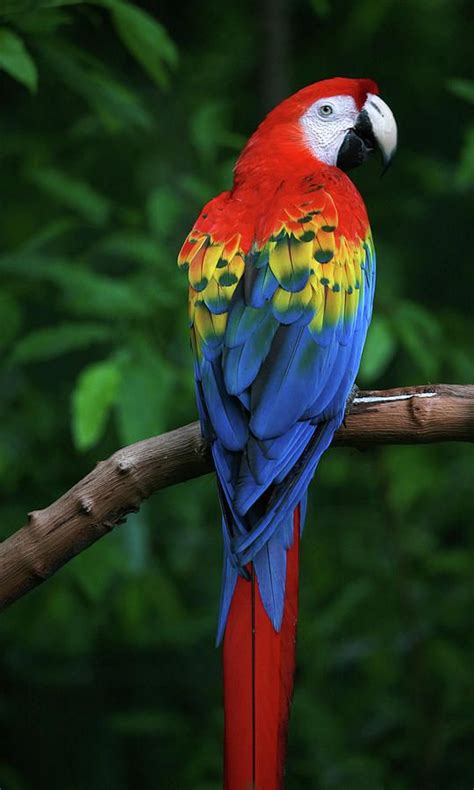 Scarlet Macaw By Thepalmer Parrots Art Macaw Art Best Pet Birds