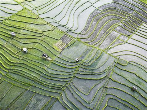 The Most Beautiful Rice Fields In Bali A Complete Guide Omnivagant