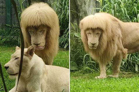 Lion With ‘mullet Forces Zoo To Deny Joe Exotic Haircut ‘its Nature