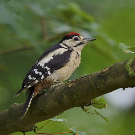 Great Spotted Woodpecker by Clive Daelman - BirdGuides