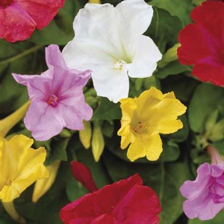4 o'clock flowers (mirabilis jalapa) tender bushy perennial flowering in a variety of striking colors, flowers open in afternoon for pollinators. Tall Mix, Four O'clock Seeds - Urban Farmer Seeds
