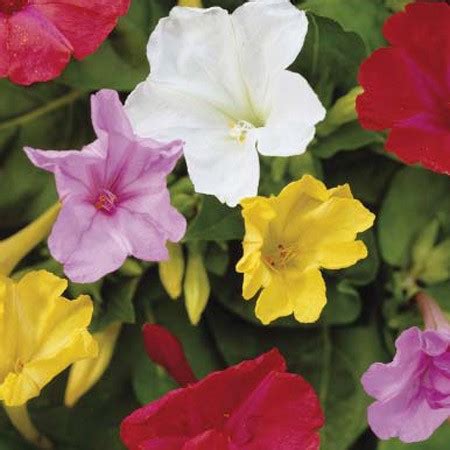 This is usually after the first freeze of the fall or winter season. Tall Mix, Four O'clock Seeds - Urban Farmer Seeds