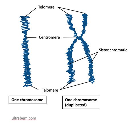Chromosome Regions Wikipedia