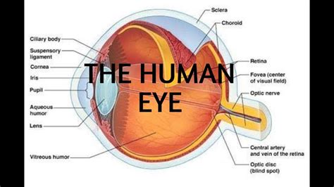 The Human Eye Explain In Detail By Saad Ansari Ms Education