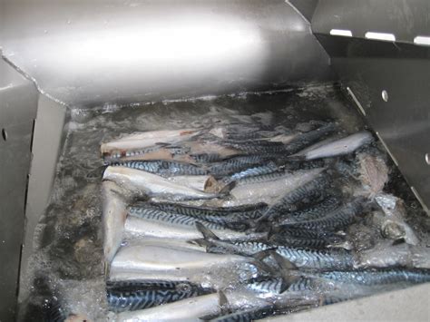 Thaw Frozen Fish Faster And Retain Quality Eurofish Magazine