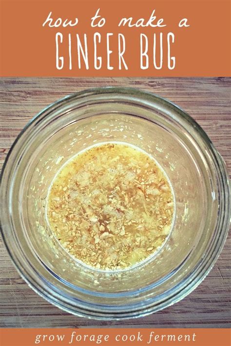 How To Make A Ginger Bug Recipe Ginger Bug Fermentation Recipes