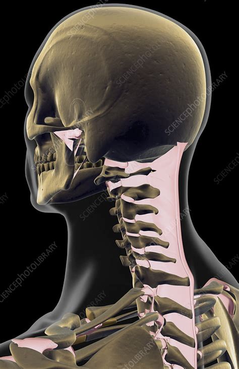 The Ligaments Of The Head And Neck Stock Image F0016232 Science