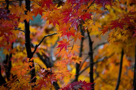Free Stock Photo Of Autumn Autumn Colours Autumn Leaf