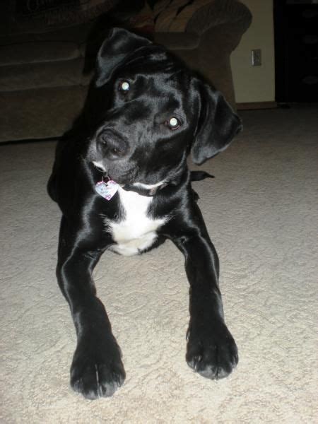 Check spelling or type a new query. Black And White Lab Mix Puppy | Cute Dogs Gallery | Lab ...
