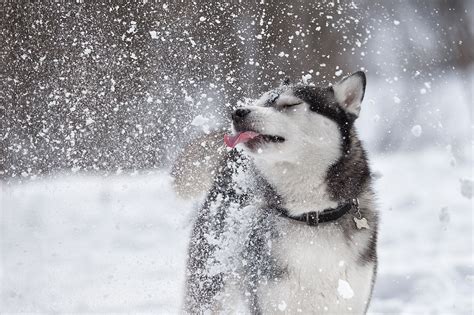 17 Dog Breeds That Love Winter Greenfield Puppies