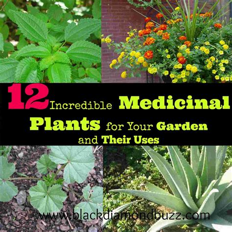 12 Incredible Medicinal Plants for Your Garden And Their Uses
