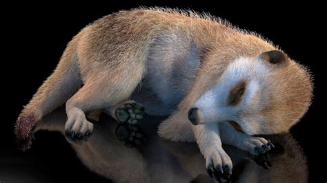 3d Model Meerkat Rigged Fur Turbosquid 1919097