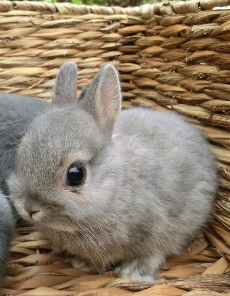 Adorable Tiny Gray Netherland Dwarf Bunny Cute Baby Bunnies Baby