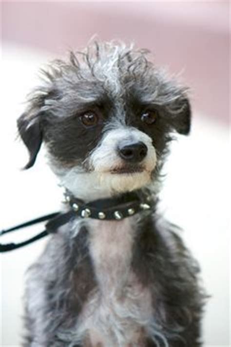 pootalian italian greyhound  poodle mix temperament puppies pictures