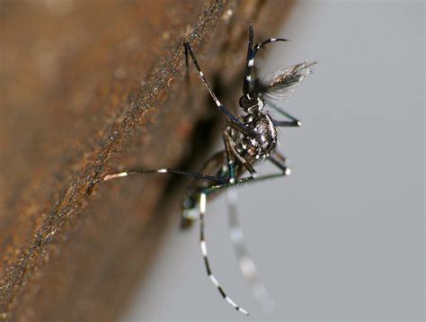 Asian Tiger Mosquito Stegomyia Albopicta Male Letaba Cam Flickr