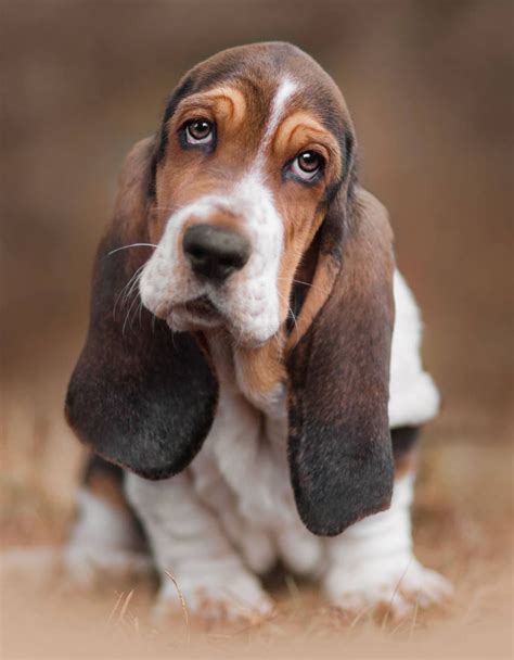 Basset Hound Puppy Dog Photography Basset Puppies Basset Hound Dog