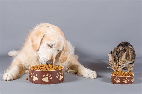 Nutritious food is important for a dog or cat's health. Can Cats Eat Dog Food? What to Know About Cats and Dog ...