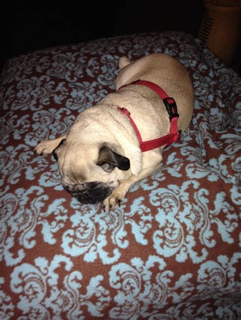 An owner of a pug should be a patient leader who desires a small, loving dog as a companion. #puglife | Puppies, Pugs, Pug life