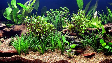 The Many Benefits Of Live Aquarium Plants Alsip Home And Nursery