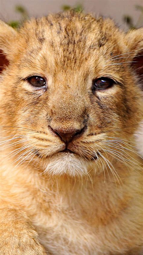 Cute Cub Animal Wild Lion Hd Phone Wallpaper Peakpx