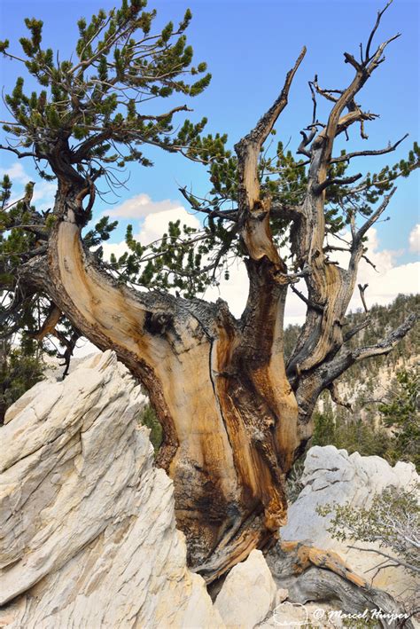 Marcel Huijser Photography California Great Basin Bristlecone Pine