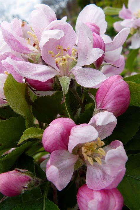 Apple Blossoms Apple Flowers Flower Pictures Flowers Photography