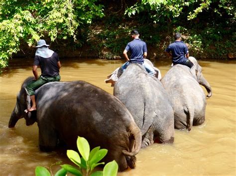 Lanchang is a small village where you can find an elephant sanctuary named kuala gandah elephant conservation centre or the elephant orphanage sanctuary. Kuala Gandah Elephant Sanctuary (Pahang): from USD 95 ...