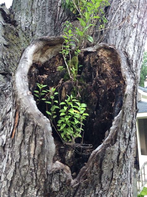 Finding hearts in nature | Heart in nature, Mother nature, Nature