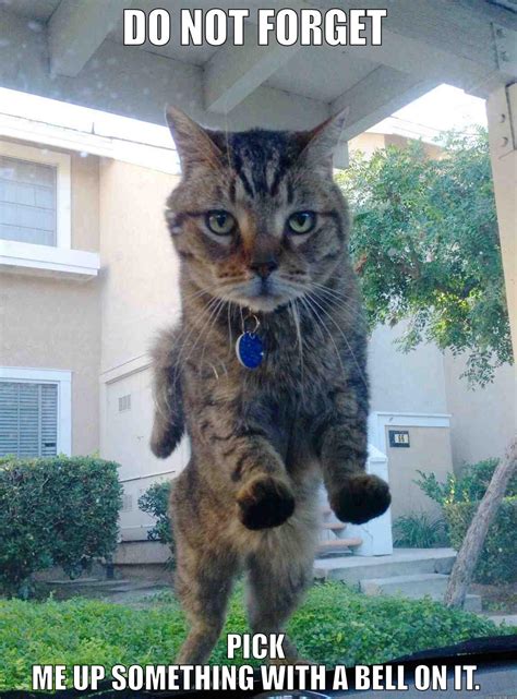 Reminder Cat Quickmeme