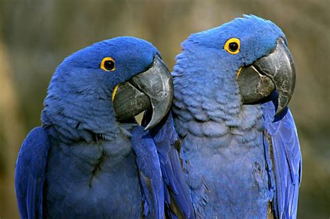 Is There A Purple Macaw Species Facts And Faqs With Pictures Pet Keen