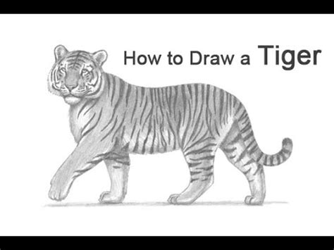 How To Draw A Tiger Youtube