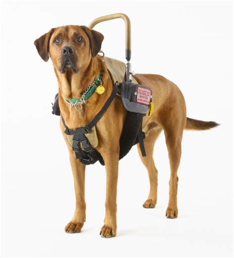 7 Types Of Working Dogs And The Jobs They Do