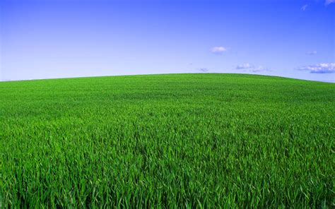 Field Grass Landscape