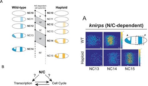 The Nuclear To Cytoplasmic Ratio Directly Regulates Zygotic Transcription In Drosophila Prelights