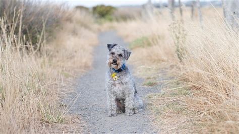 National Mutt Day How To Take Care Of Mixed Breed Dogs Hindustan Times