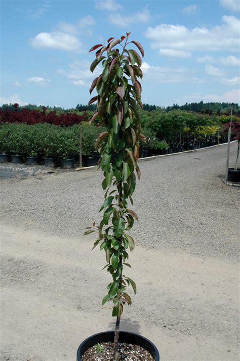 Colonnade is a trademarked name for four unusual varieties. Colonnade Maypole Apple (Malus 'Colonnade Maypole') in ...
