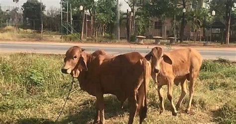 Beast Mode Thai Man Arrested For Having Sex With Cow Coconuts
