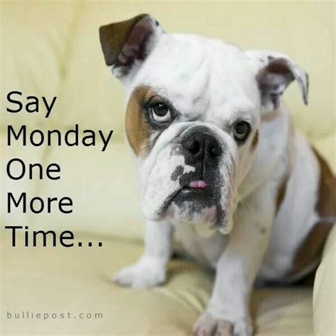 Monday Olde English Bulldogge Bulldogs Pinterest