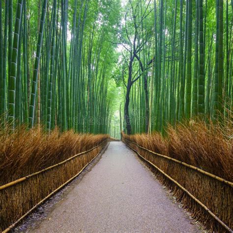 Path To Bamboo Forest Arashiyama Kyoto Japan Stock Image Image Of